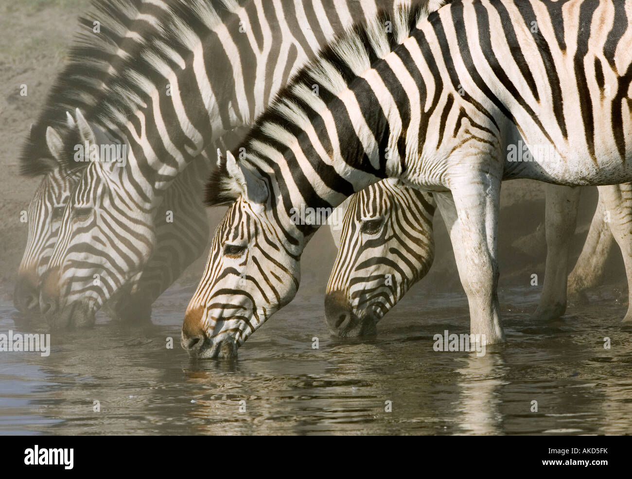 Grupo de cebra quagga, Equus burchelli, beber en el abrevadero en Makgadikgadi Game Reserve en Botswana, África Foto de stock