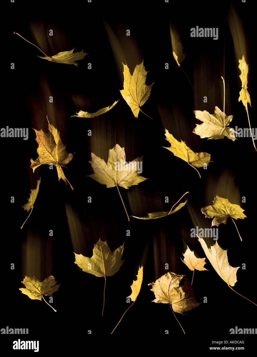 Una colección de otoño hojas amarillas cayendo en la oscuridad Foto de stock