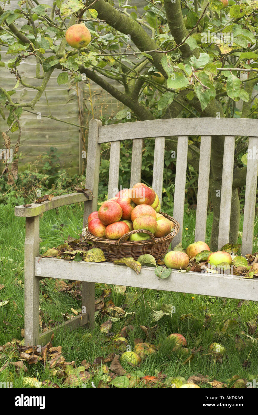 Jardín con asiento de hojas caídas y cesta de manzanas extraordinarios Inglaterra Octubre Foto de stock