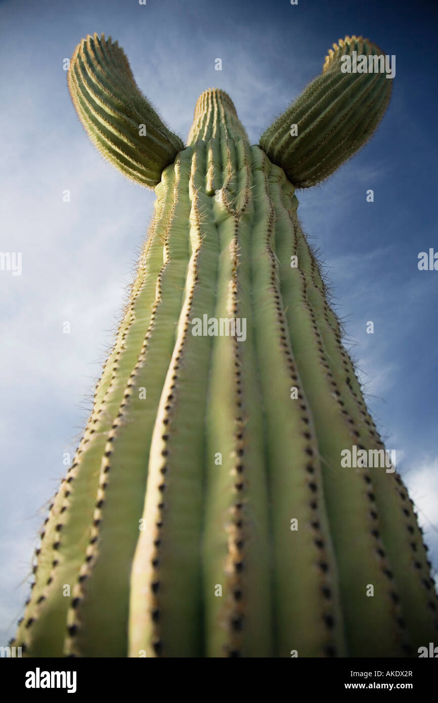 Cactus Saguaro, vista de ángulo bajo Foto de stock