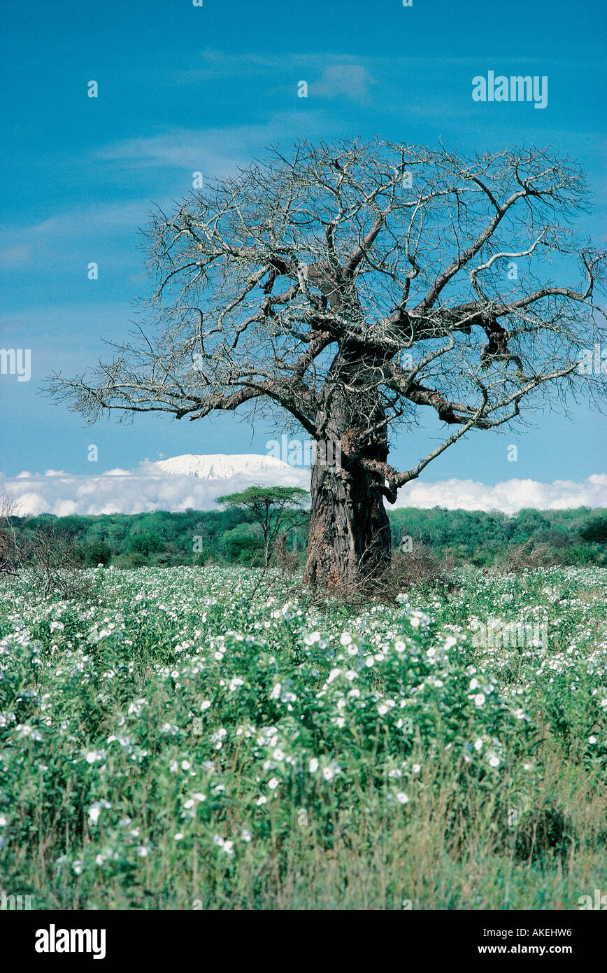 Baobab árboles sin hojas en la estación seca, el Parque Nacional de Tsavo West África oriental Kenia Foto de stock