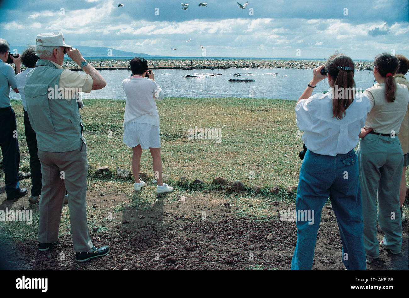 Turista de pie ver hipopótamos y pelícanos blancos en el Lago Manyara Parque Nacional de Tanzania, África Oriental Foto de stock