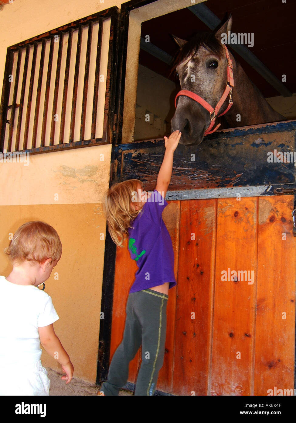 Cabeza de caballo caballo con niños curiosidad curioso curioso curioso estable vertical Foto de stock