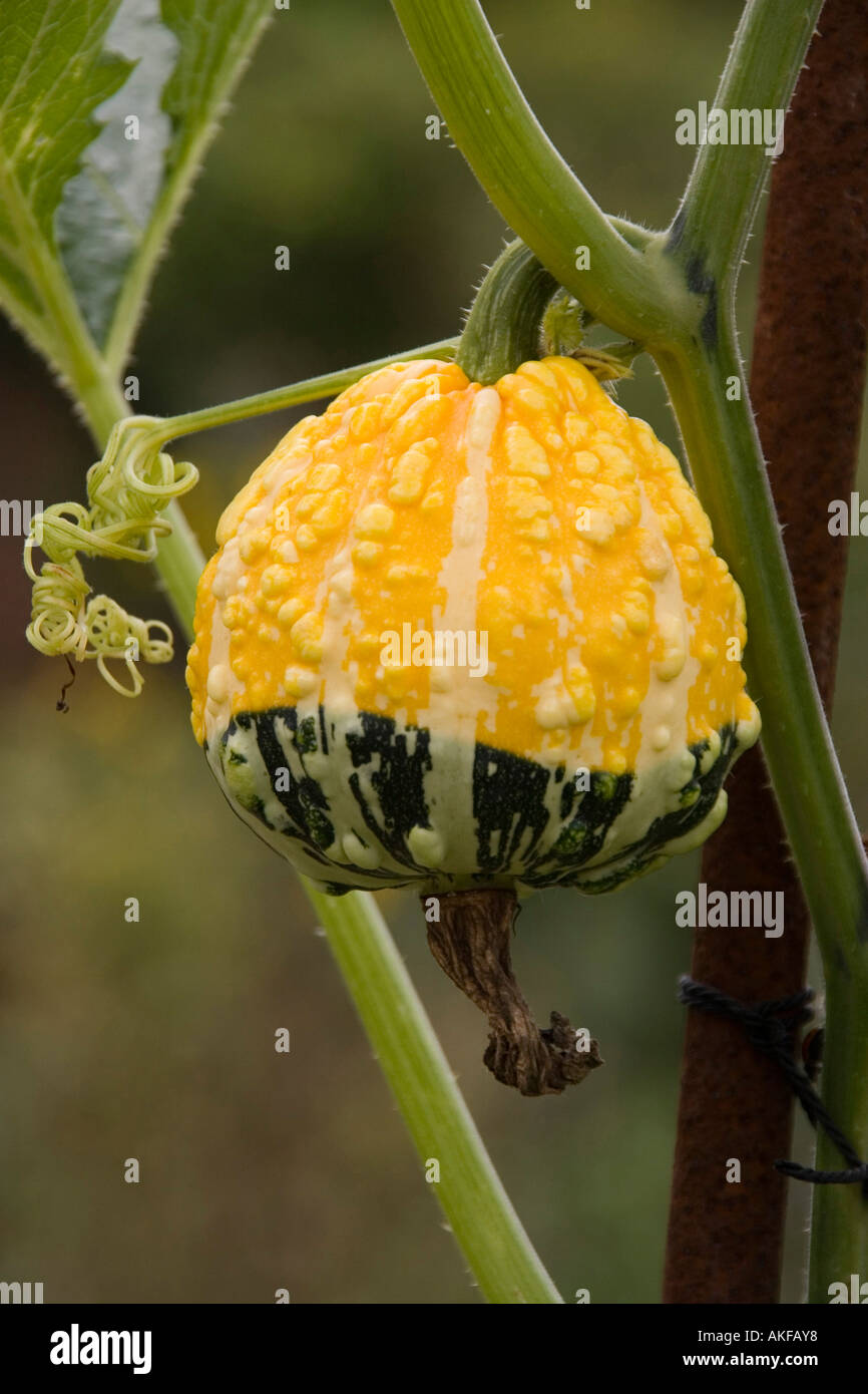 cultivo de calabaza Foto de stock