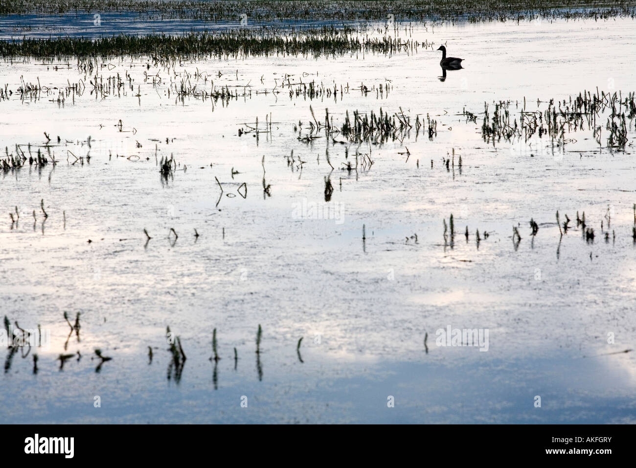 Goose, el lago Yellowstone, el Parque Nacional Yellowstone, Wyoming
