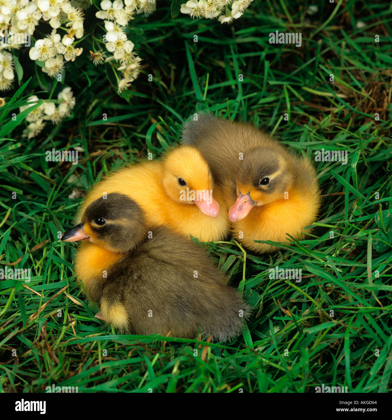 Patitos recién nacidos en la hierba con flor de Primavera Foto de stock