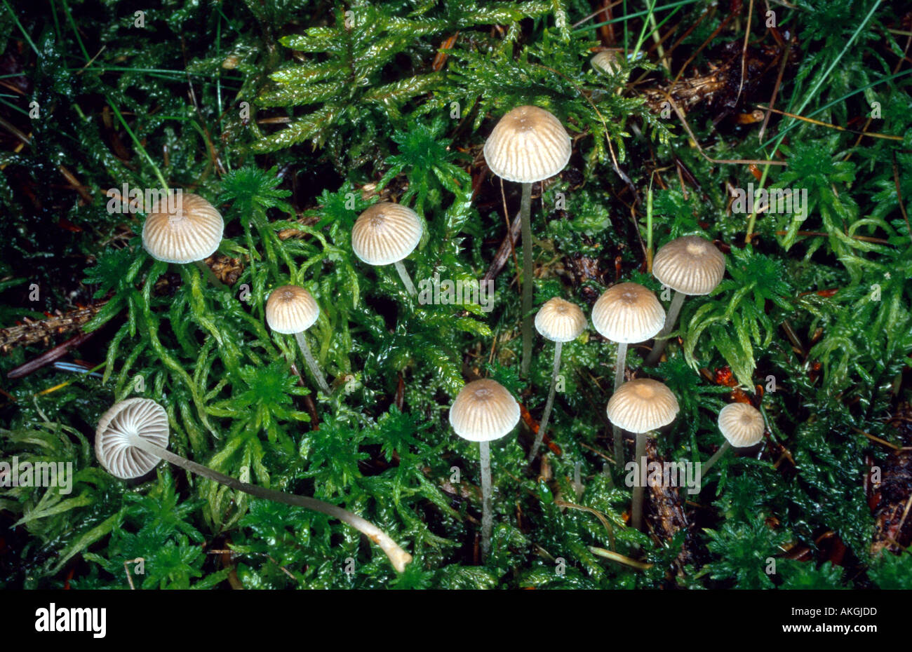 Mealy capot (Mycena cinerella), grupo entre la turba, Alemania Foto de stock