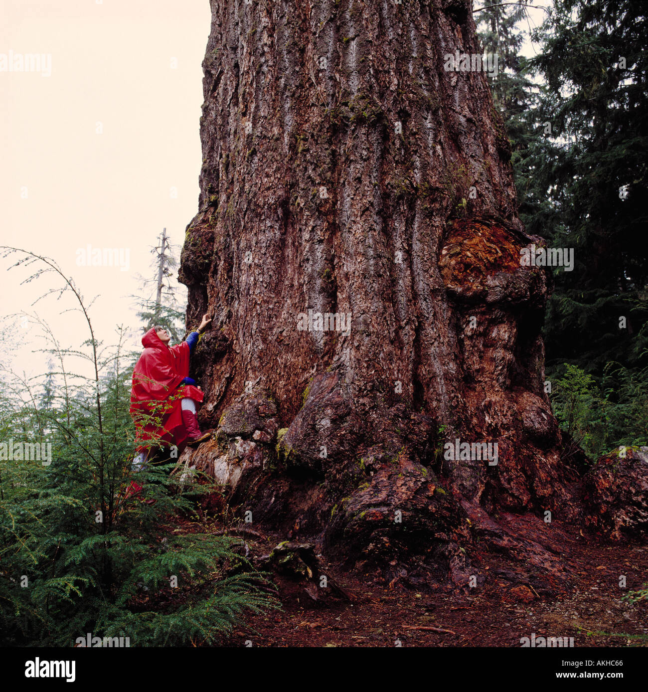 Caminante en busca de Red Creek el abeto de Douglas (Pseudotsuga menziesii) cerca de Port Renfrew, BC, la isla de Vancouver, British Columbia, Canadá Foto de stock