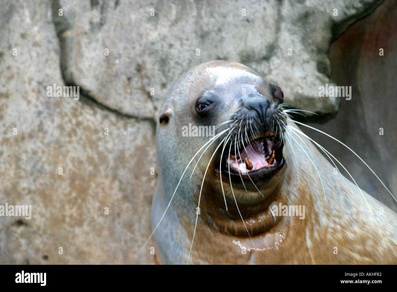 Colmillos de leones marinos fotografías e imágenes de alta resolución -  Alamy