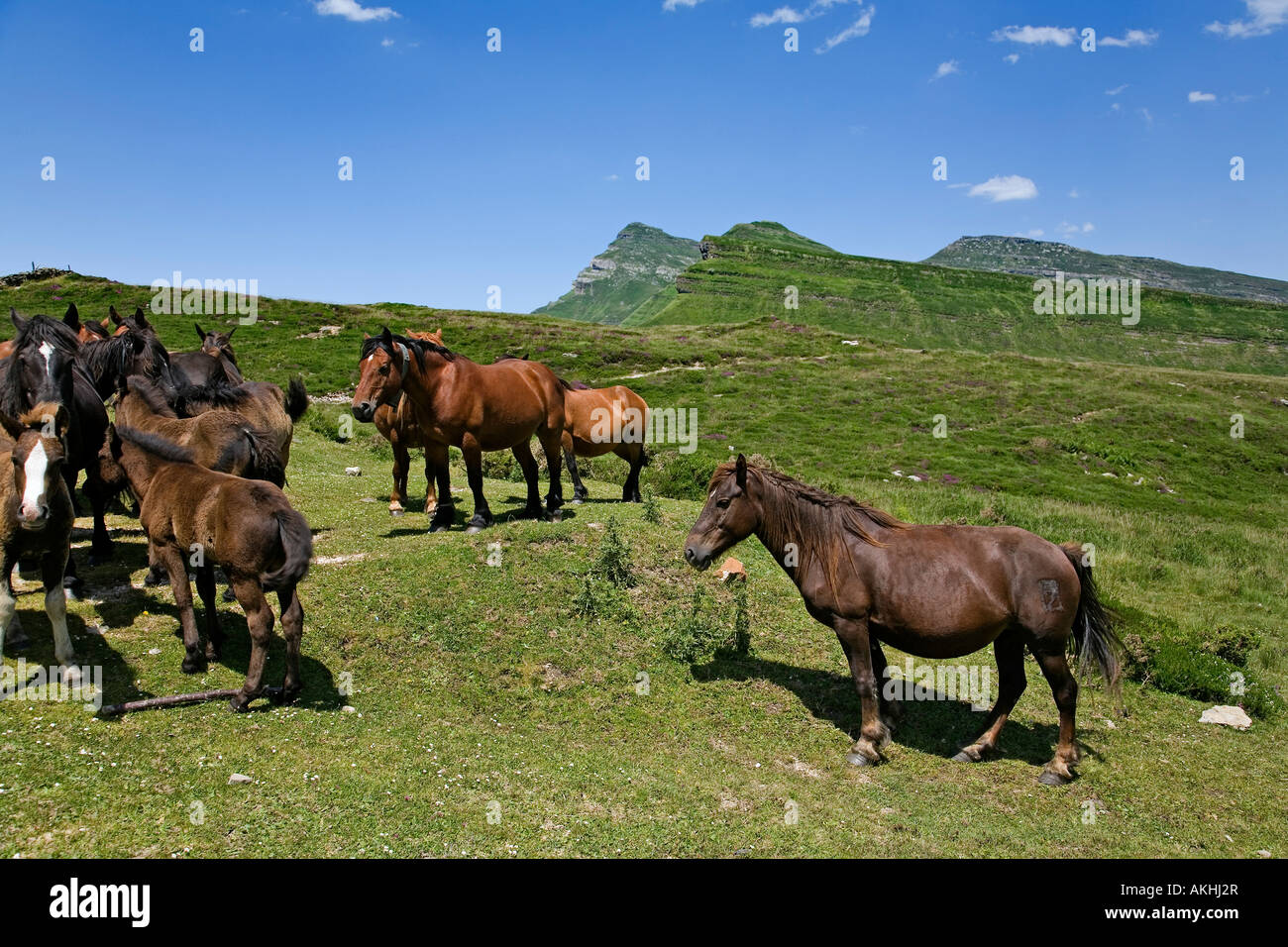 Los caballos en el puerto de las estacas de trueba Cantabria España Foto de stock