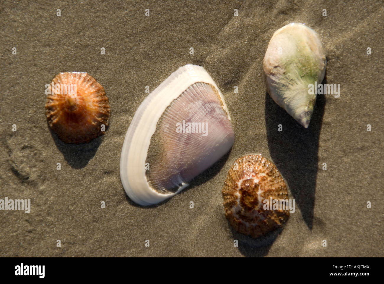 Conchas de Mar sobre la playa en el pueblo pesquero de Sudáfrica de Paternoster, sobre la costa atlántica Foto de stock