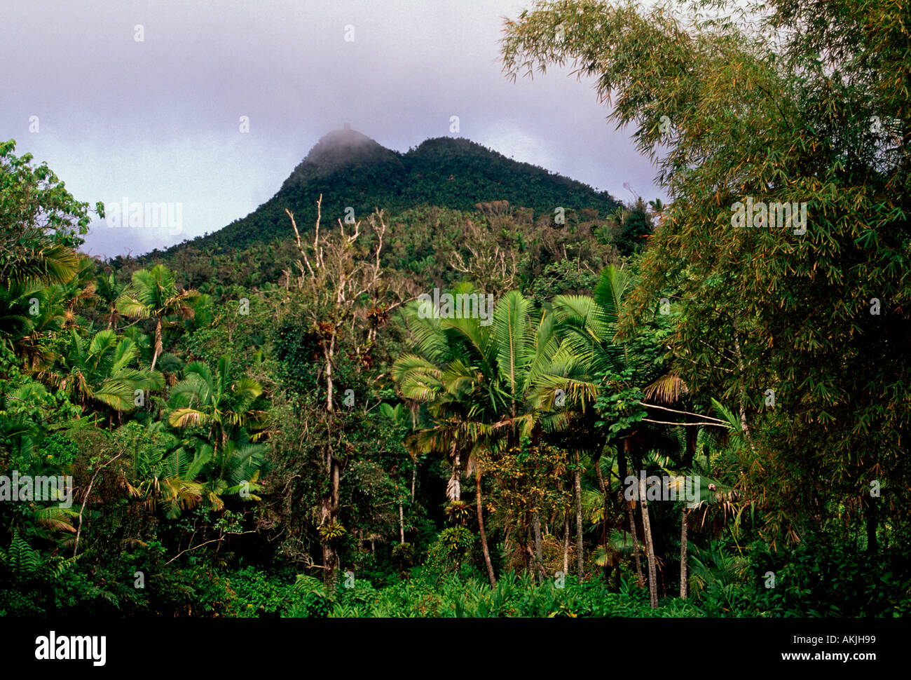 Reserva del Bosque Nacional de El Yunque, el Bosque Nacional del Caribe