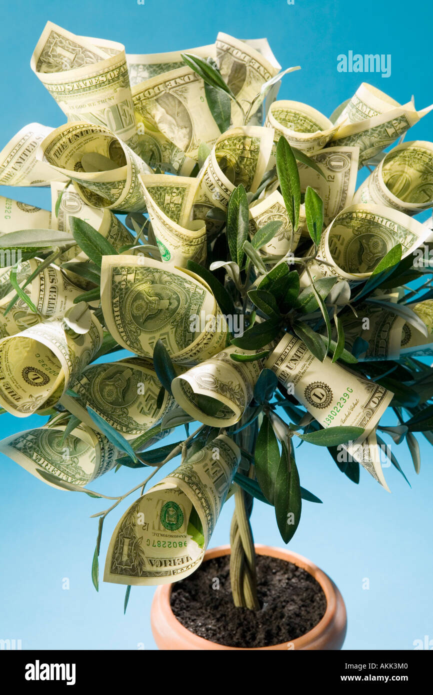 Cerca del árbol del dinero Fotografía de stock - Alamy