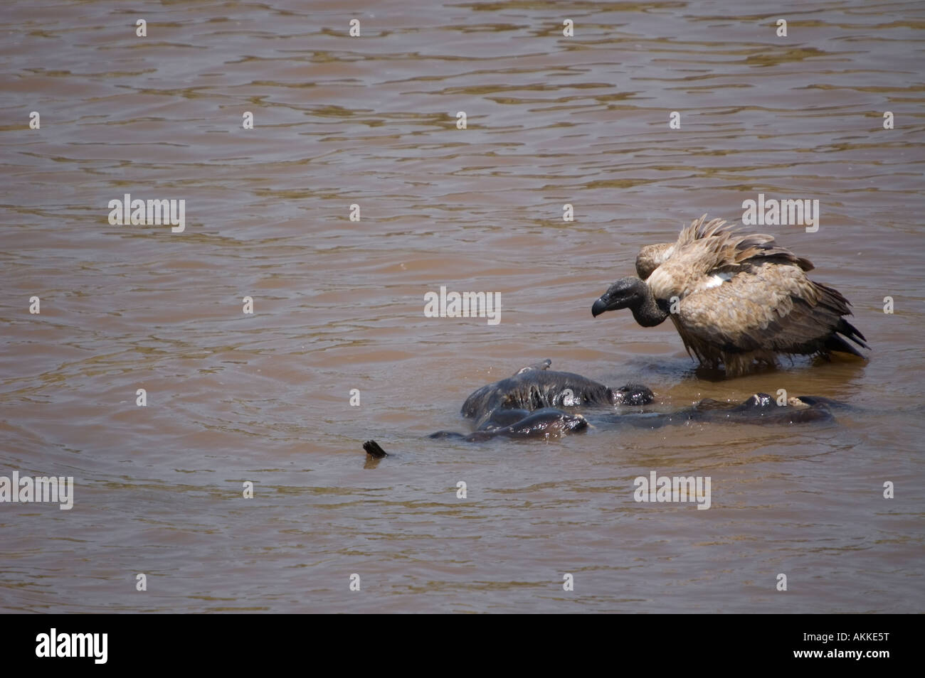 Un buitre compactación fuera de los restos de un ñu azul durante la migración anual en Kenia Foto de stock