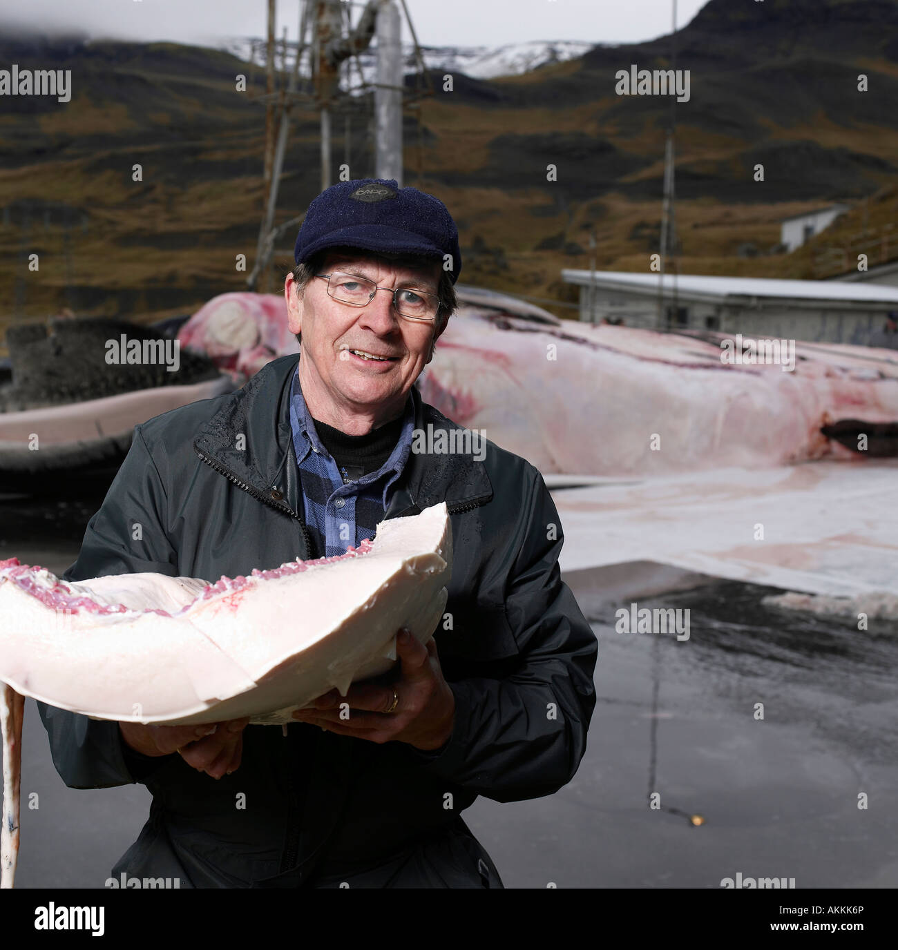 Científico con la carne y la grasa de ballena de aleta Foto de stock