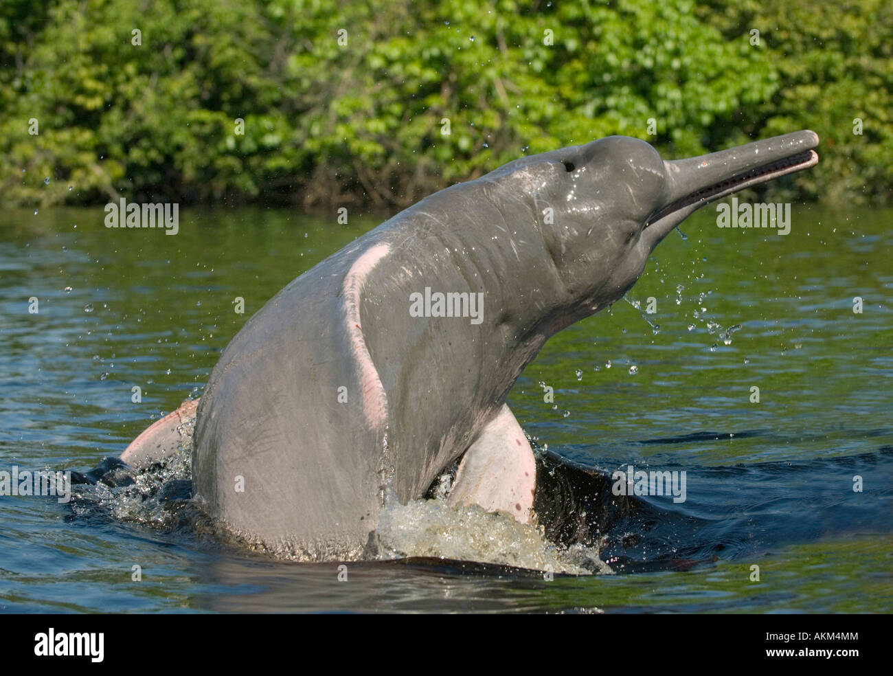 Boto o Delfín del río Amazonas Inia geoffrensis salvaje río Negro BRASIL  Fotografía de stock - Alamy