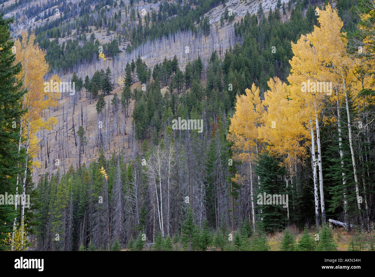 El álamo temblón amarillo árboles en las Montañas Rocosas Canadienses Gama Sawback Parque Nacional Banff Alberta Canada Foto de stock