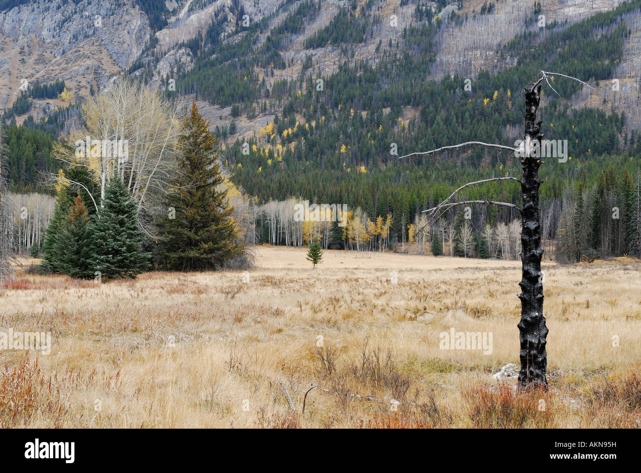 Coníferas quemada en otoño de campo con montaje en rango Sawback Ishbel Canadian Rocky Mountains Parque Nacional Banff Alberta Canada Foto de stock