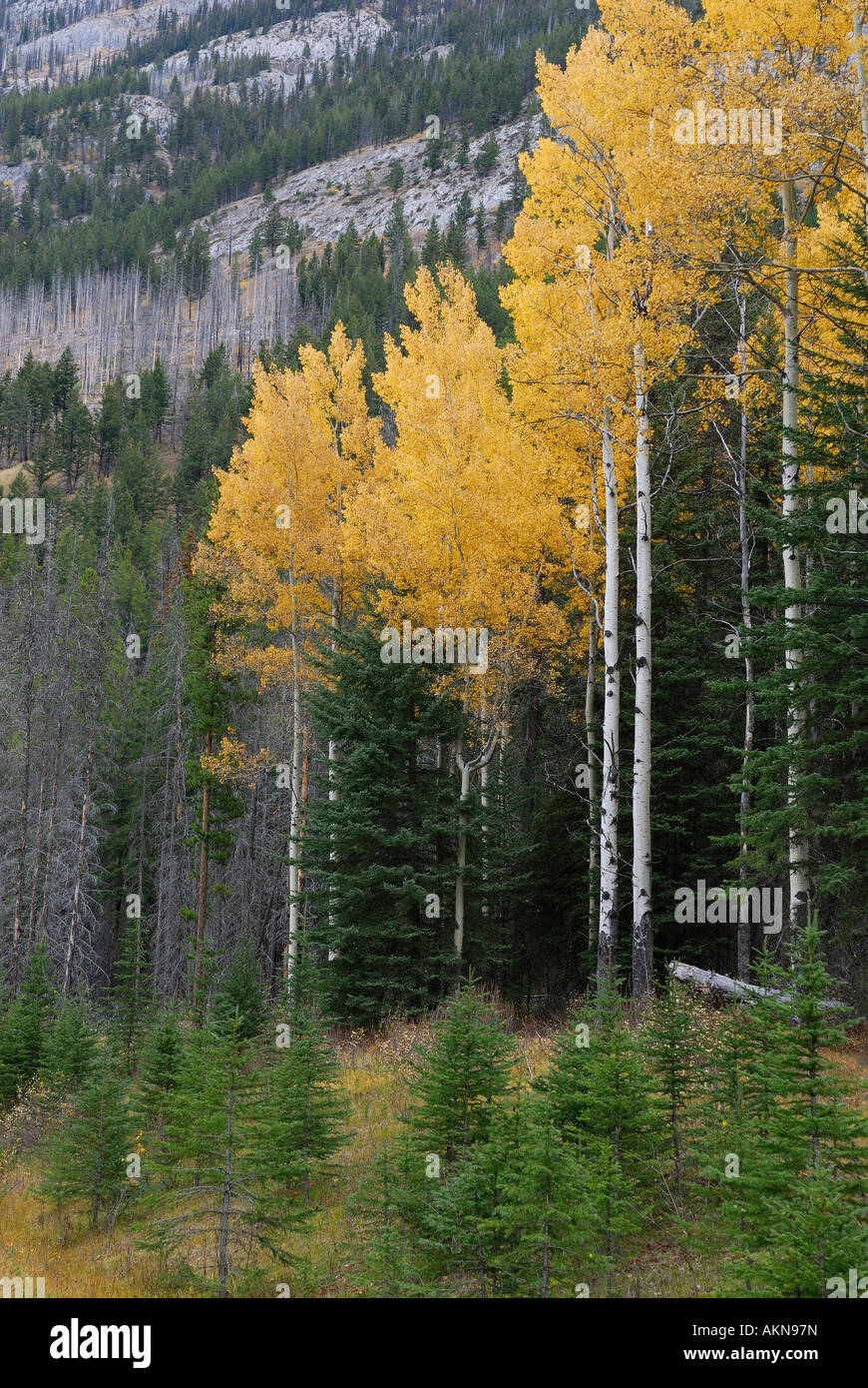 Stand de amarillo el álamo temblón árboles en otoño en las Montañas Rocosas Canadienses Gama Sawback Parque Nacional Banff Alberta Canada Foto de stock