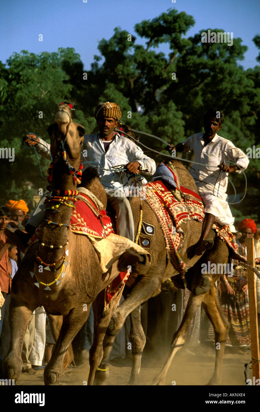 Rajasthan una carrera de camellos durante la feria de camellos de Pushkar y  festival hindú kartik purnima Fotografía de stock - Alamy