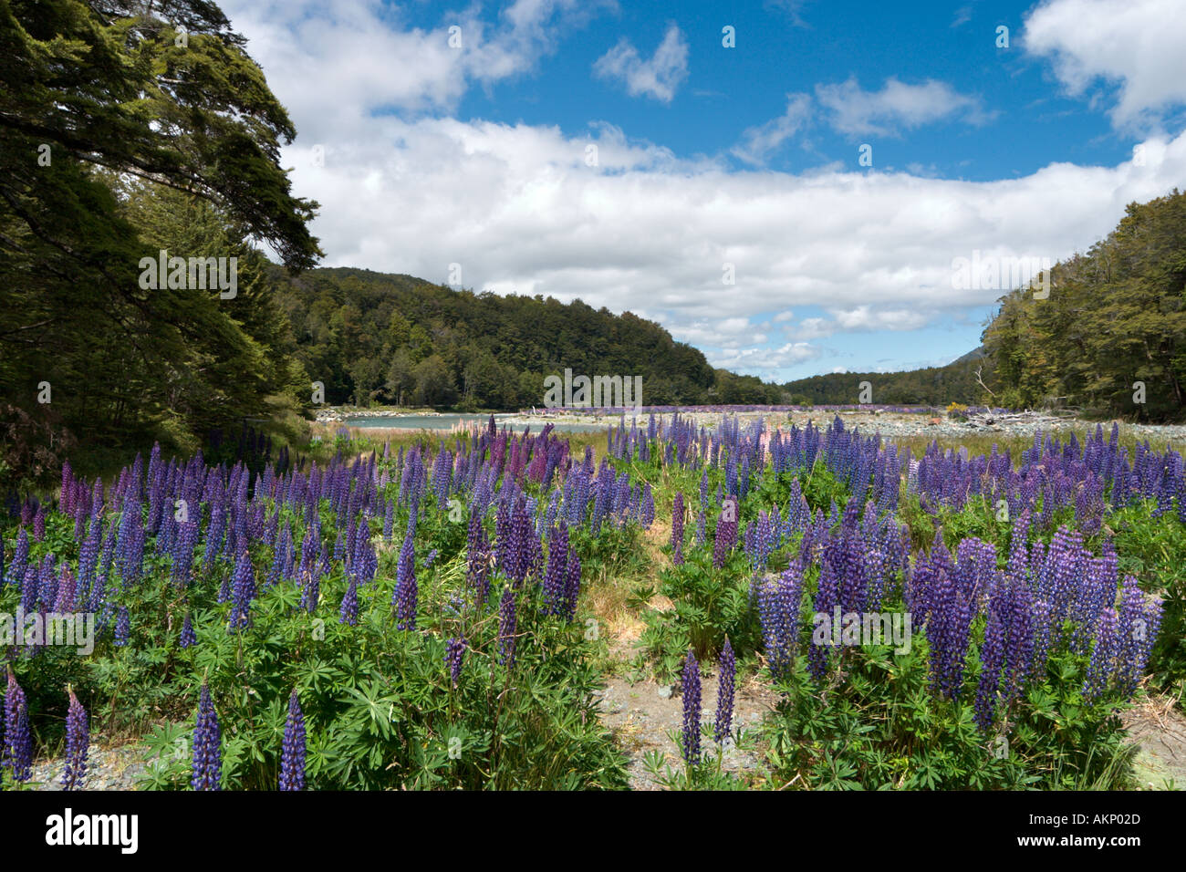 Los altramuces silvestres justo fuera de la carretera Milford en Te Anau, Fiordland, Isla del Sur, Nueva Zelanda Foto de stock