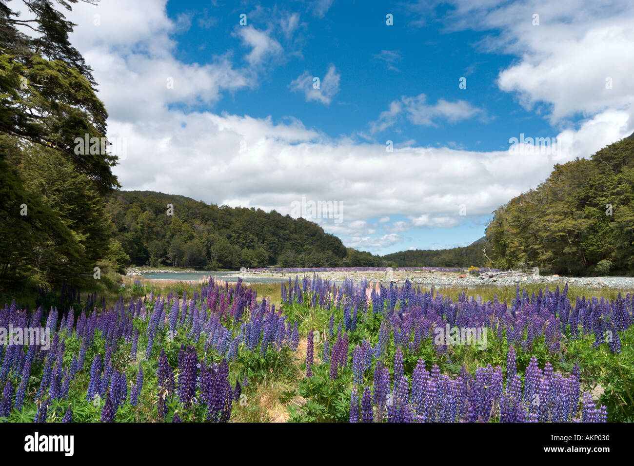 Los altramuces silvestres justo fuera de la carretera Milford en Te Anau, Fiordland, Isla del Sur, Nueva Zelanda Foto de stock