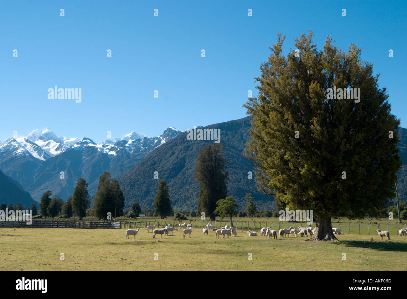 Granja de ovejas, con vistas del Monte Cook y el Monte Tasman desde cerca del lago Matheson, Glaciar Fox, Isla del Sur, Nueva Zelanda Foto de stock