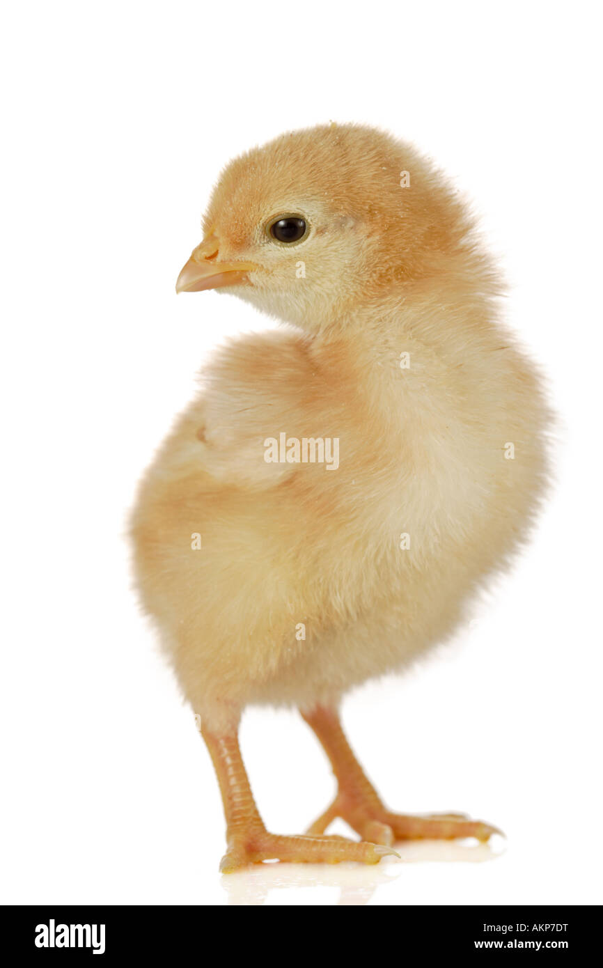 Cute little baby pollo Foto de stock