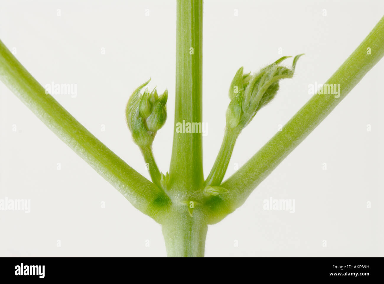 Lateral o yemas axilares y tallos de una planta Foto de stock