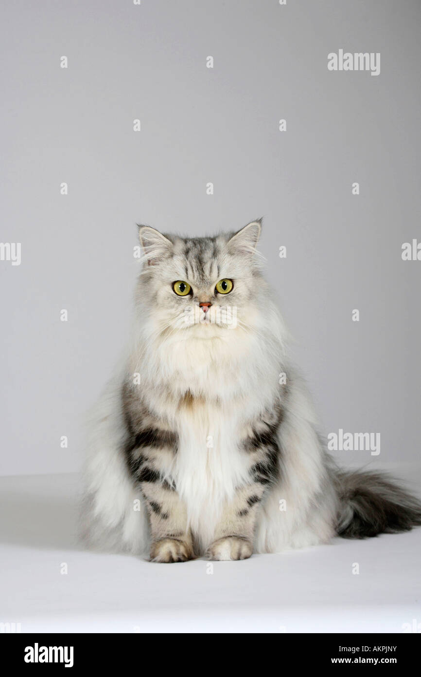 British Longhair Gato Atigrado Negro Plata Clasico Highlander Lowlander Britanica Fotografia De Stock Alamy