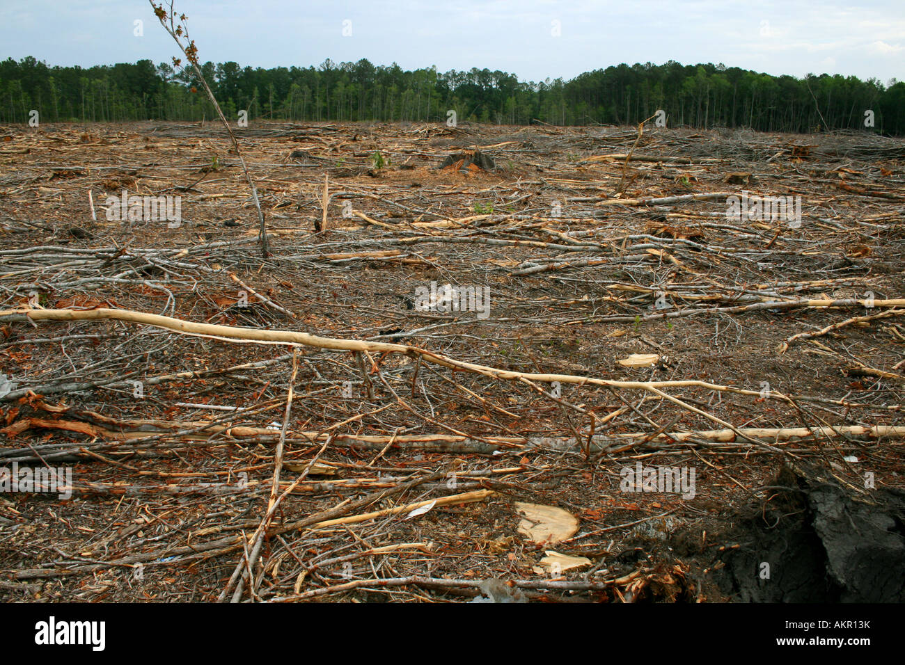 Deforestación Foto de stock
