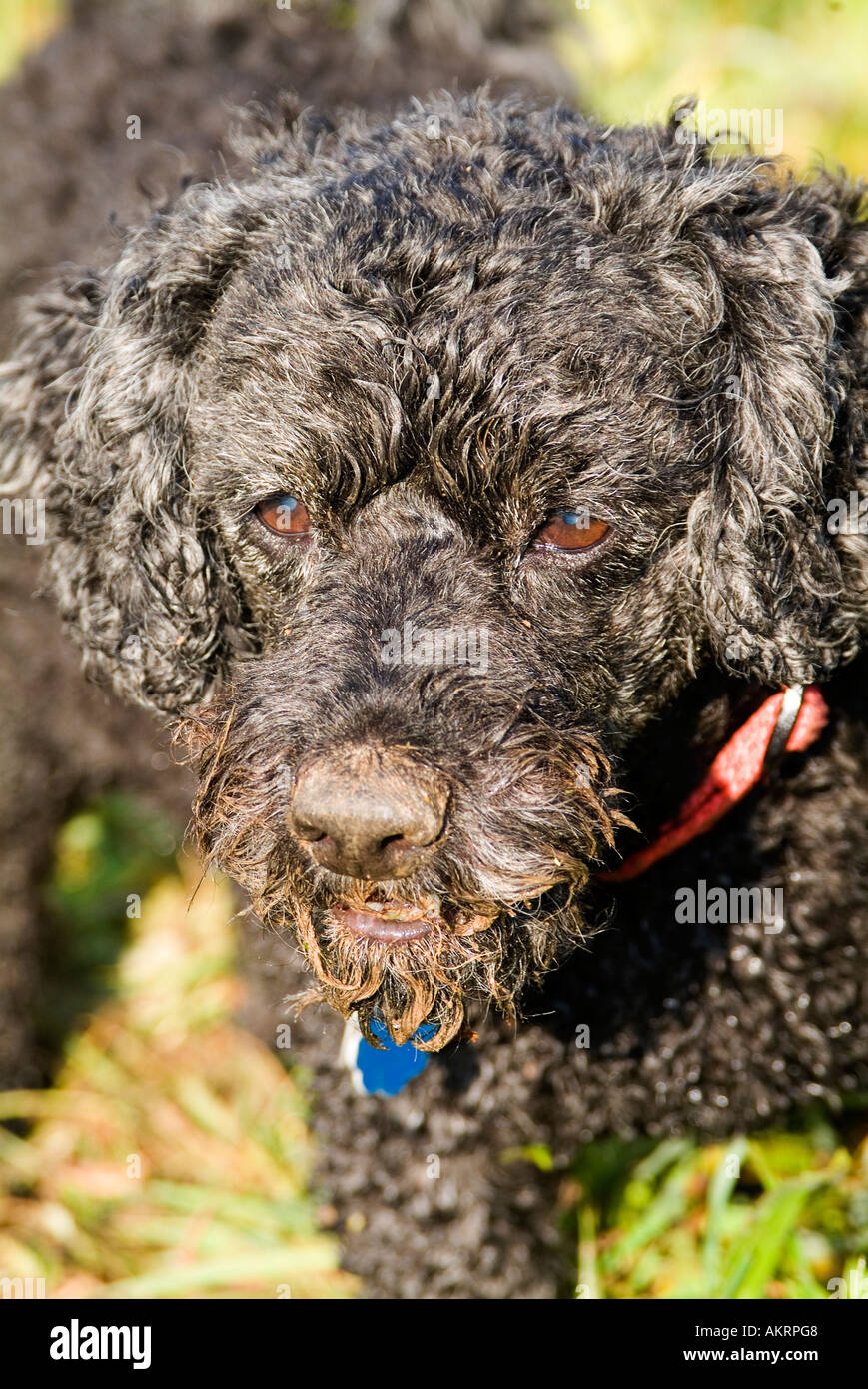 Retrato de un híbrido de perros caniche negro mix Foto de stock