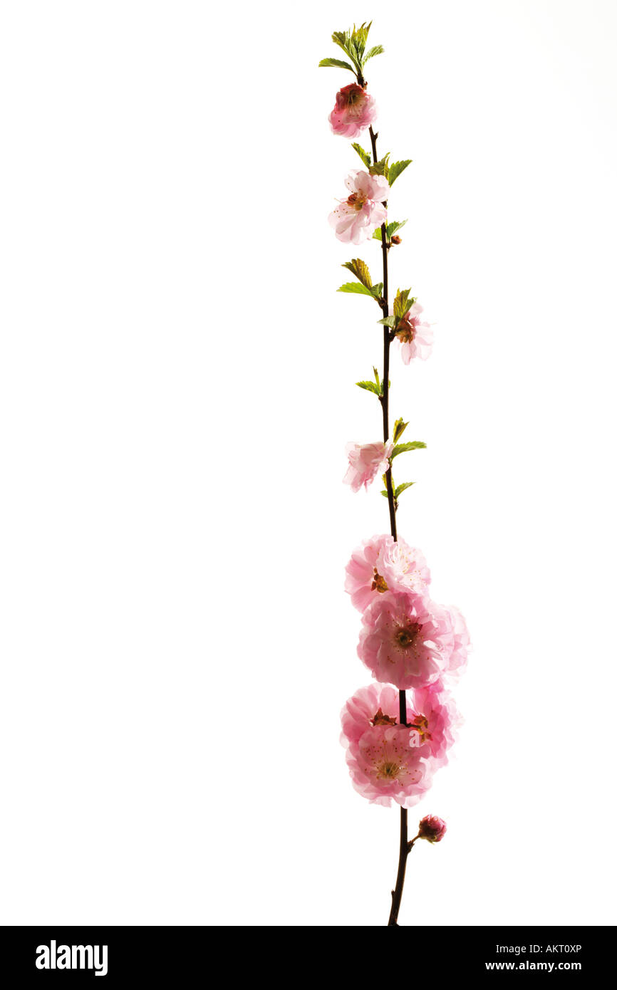 Flor del almendro (Prunus triloba), close-up Fotografía de stock - Alamy