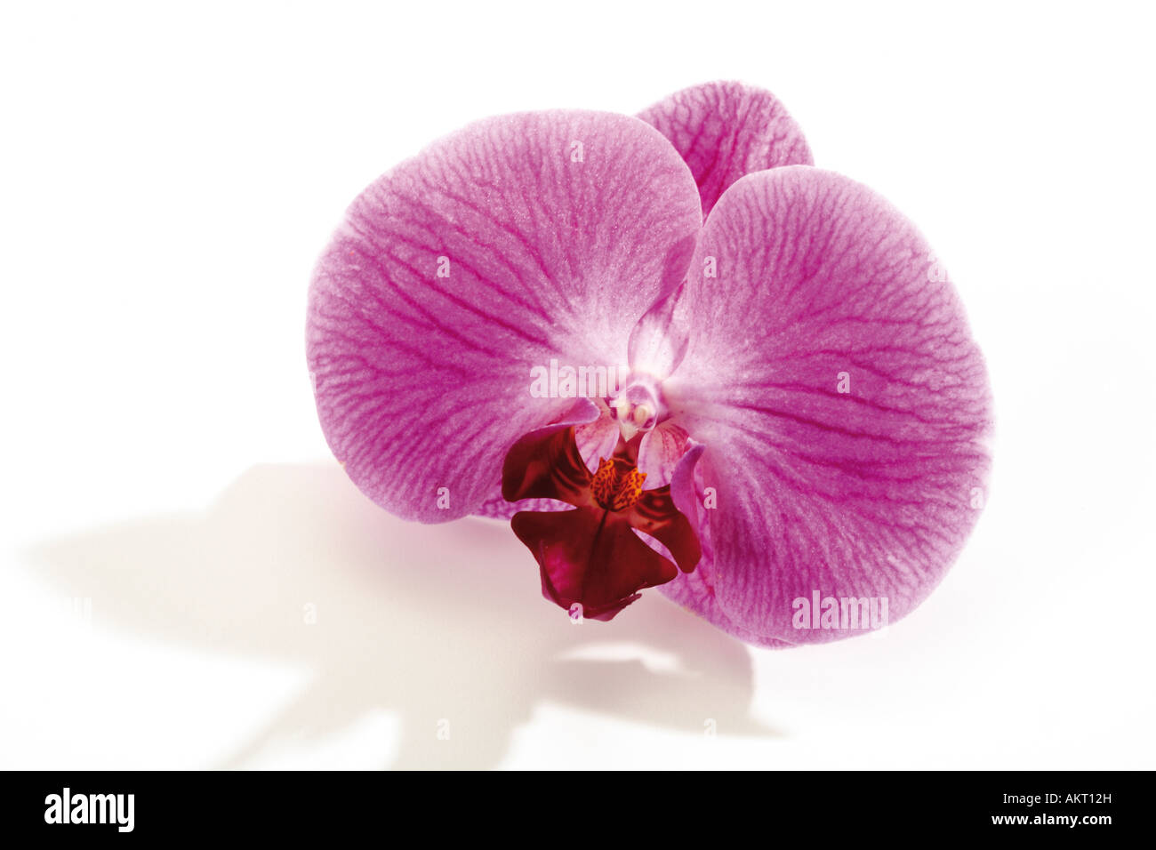 Flor de orquídeas (Orchidaceae), close-up Foto de stock