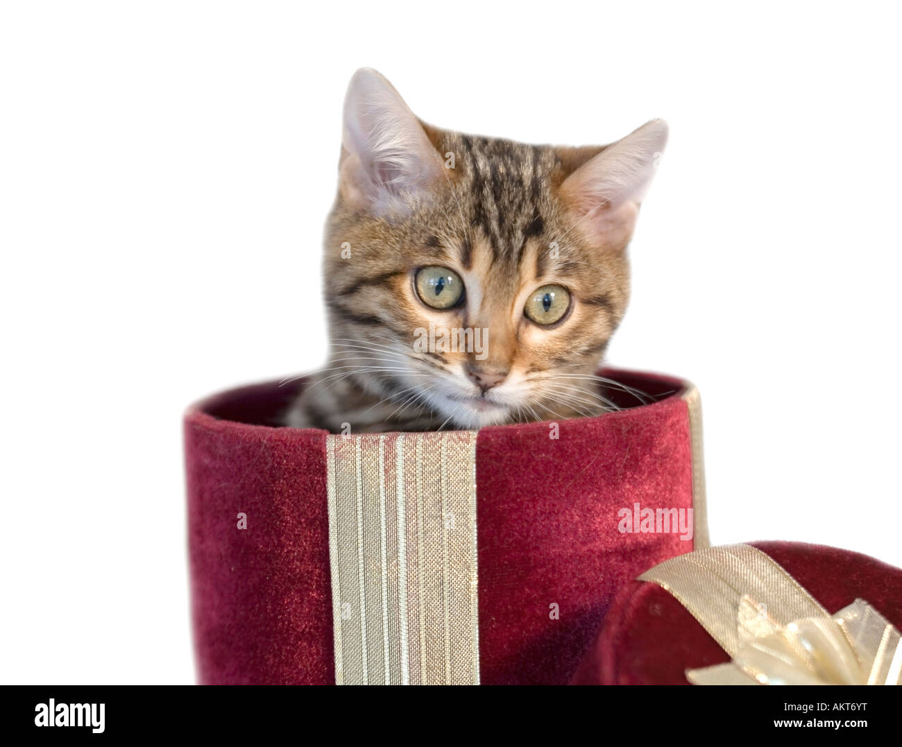 Lindo gatito de Bengala en aislar la caja de regalo de terciopelo rojo sobre blanco Foto de stock