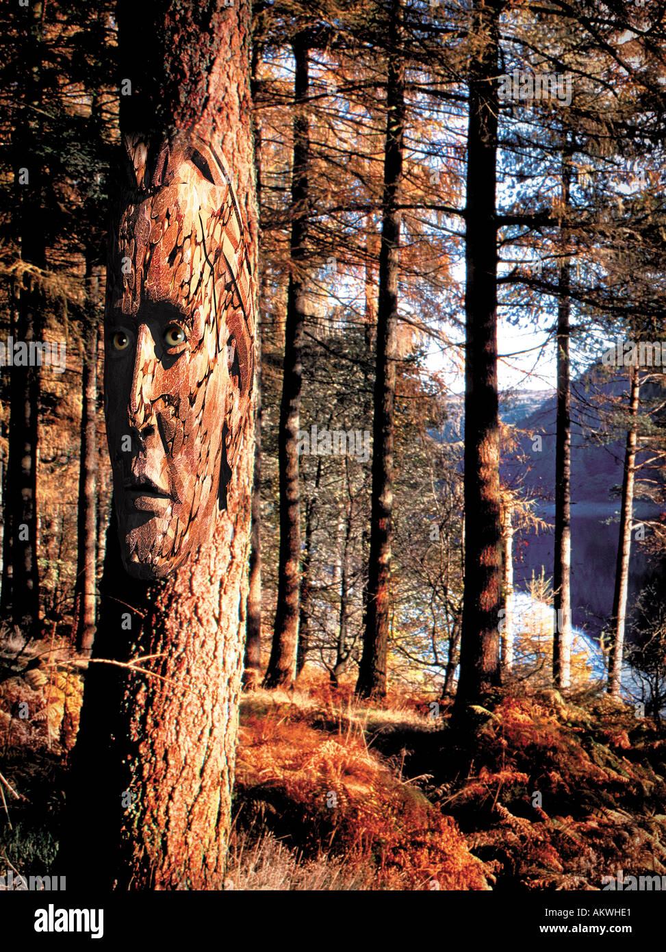 Hombre rostro tallado en el lado del concepto de bosque de pinos en la ilustración de la foto Foto de stock