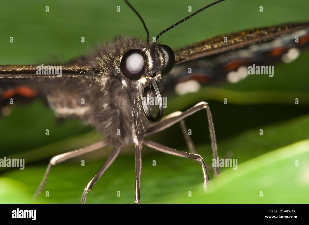 Primer plano de la imagen de una mariposa cara Fotografía de stock Alamy