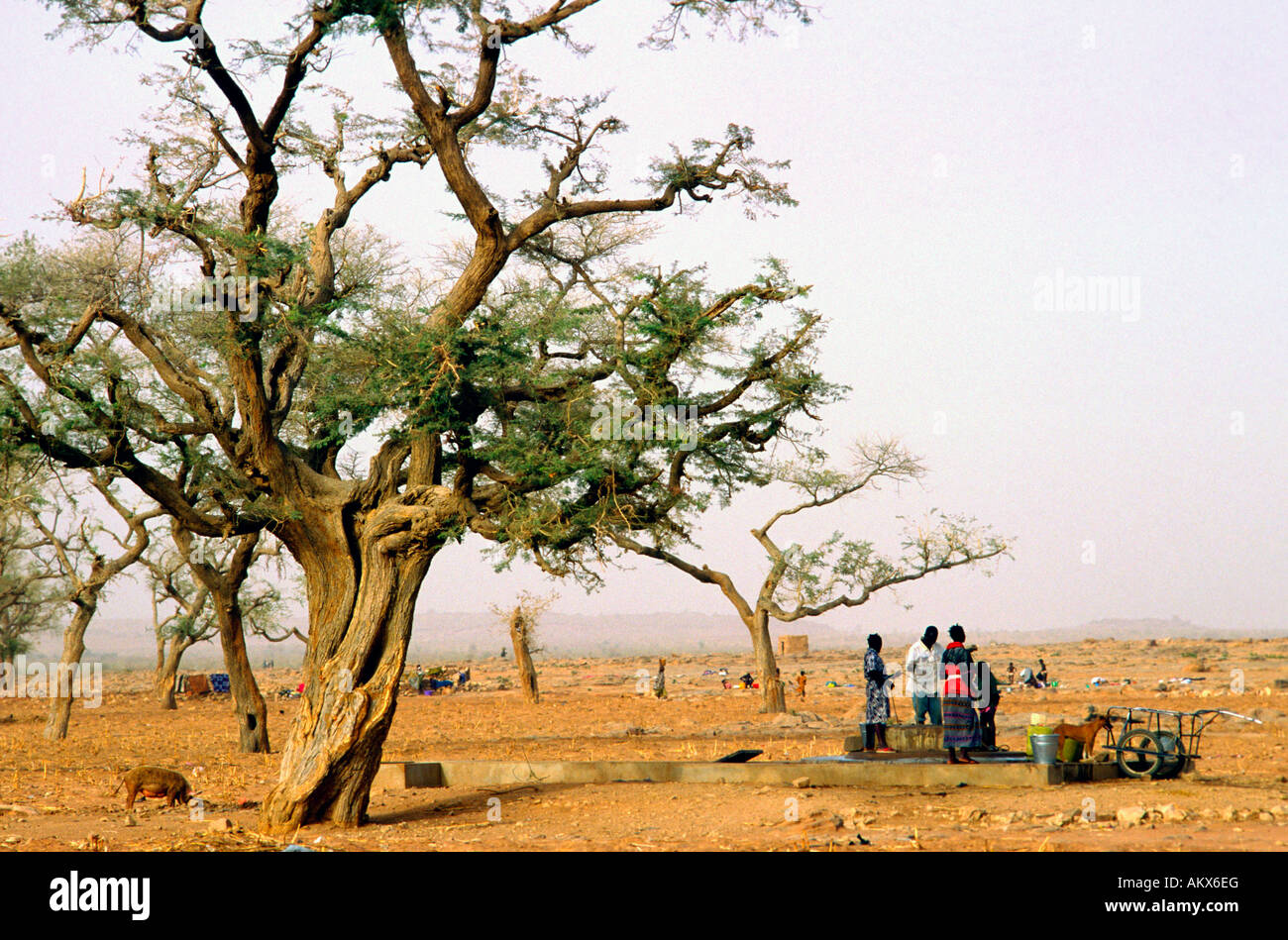 Dogones las mujeres se reúnen en un pozo en una amplia llanura seca Malí Foto de stock
