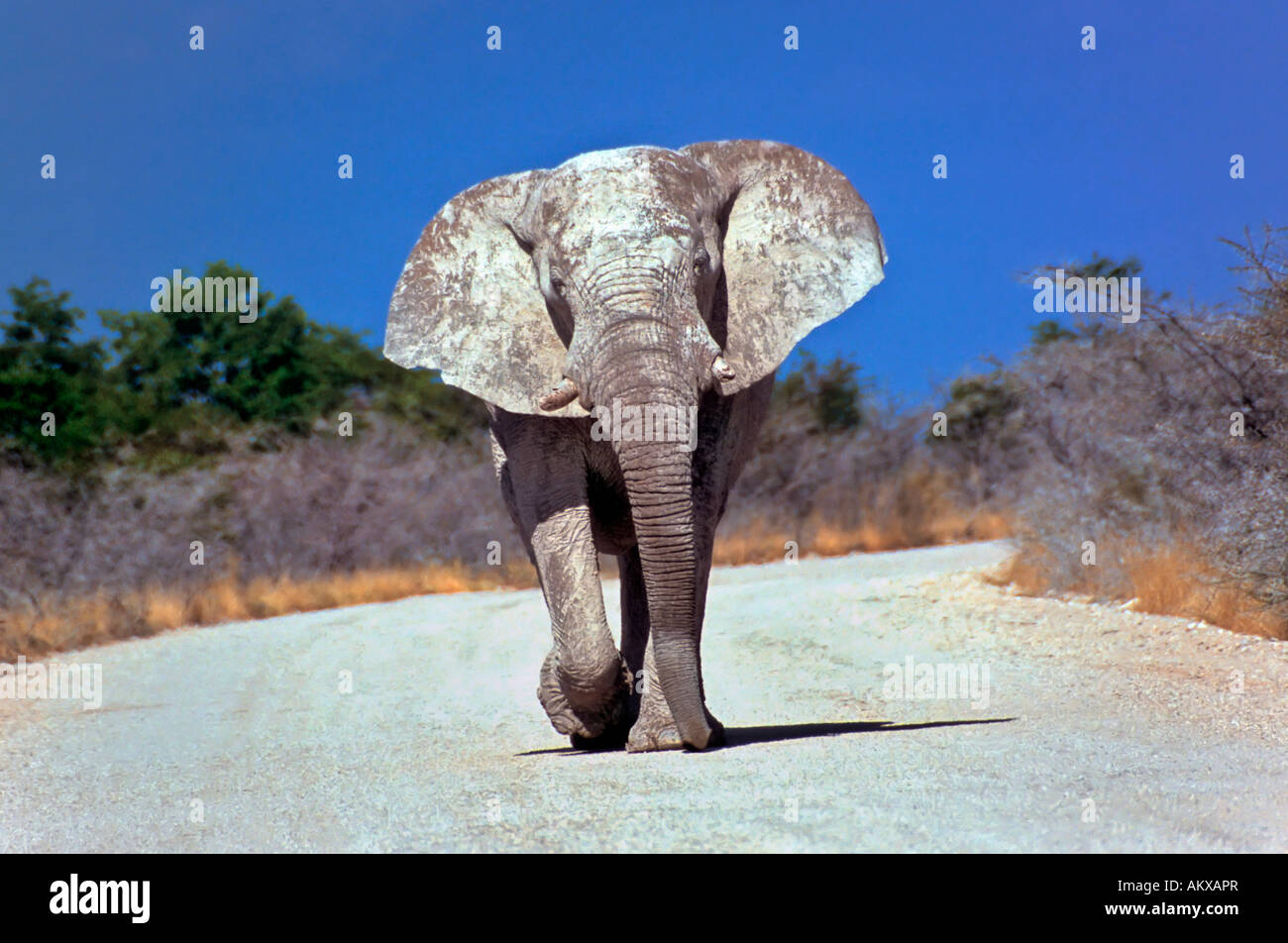 Atacar a bull de elefantes (Loxodonta africana), el elefante africano es el animal vivo más grande morada terrestre Foto de stock