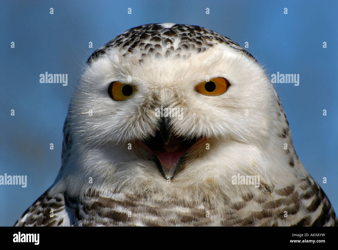 Búho nival (Bubo scandiacus), Retrato Foto de stock