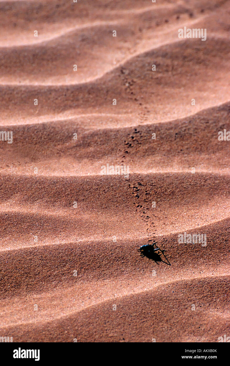 El Beetle de niebla (Onymacris unguicularis) deja huellas en la arena del desierto de Namib, Namibia Foto de stock