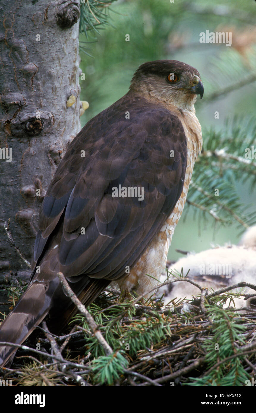 Hembra adulta de Coopers Hawk descansando en el borde del nido Foto de stock