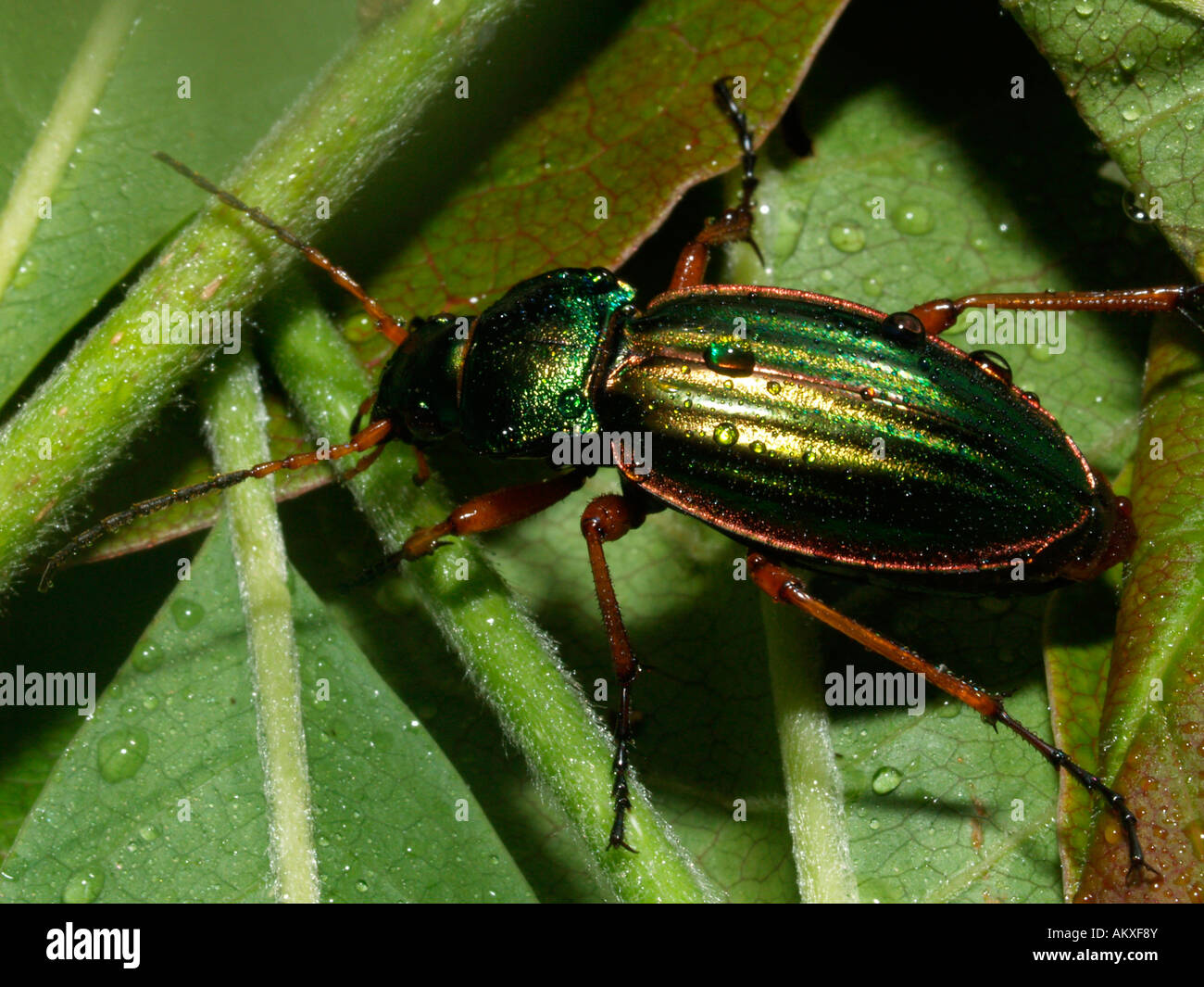 Tierra de oro beetle (escarabajo auratus) Foto de stock