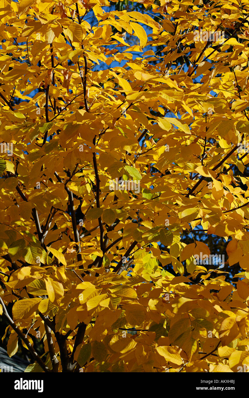 Amarillo de las hojas del árbol en otoño Foto de stock