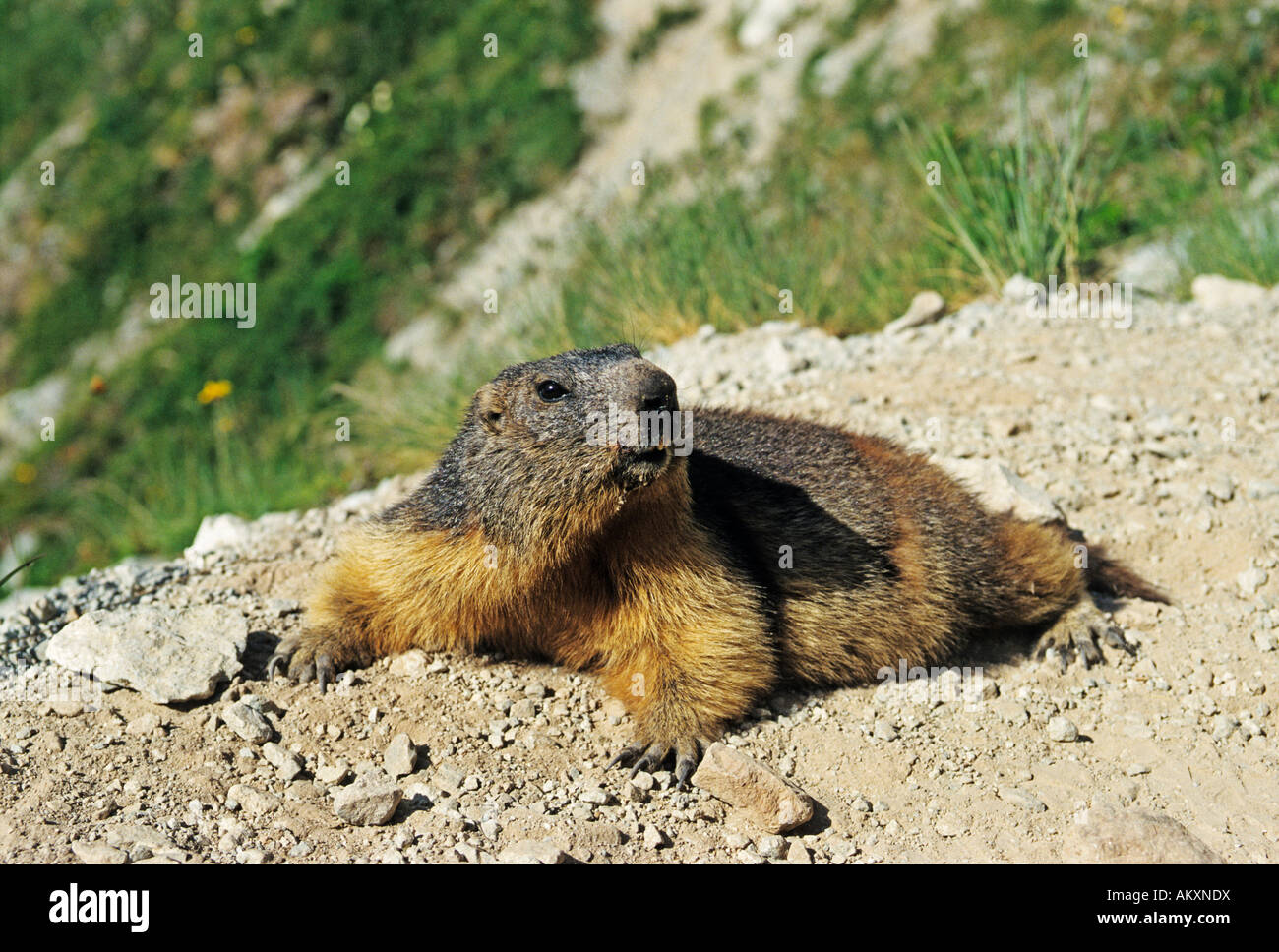 Marmot, Parque Nacional de Ecrins, Provenza, Frankreich Foto de stock