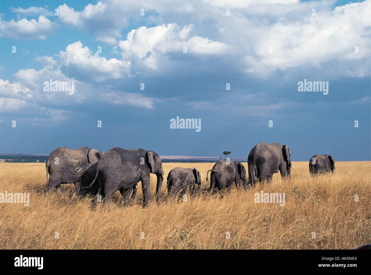 Manada de elefantes hembras y crías en la Reserva Nacional de Masai Mara mover África oriental Kenia Foto de stock