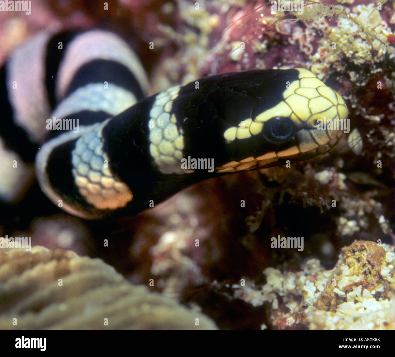 Mar krait bandas o bandas, Laticauda colubrina serpiente de mar, Filipinas. Foto de stock