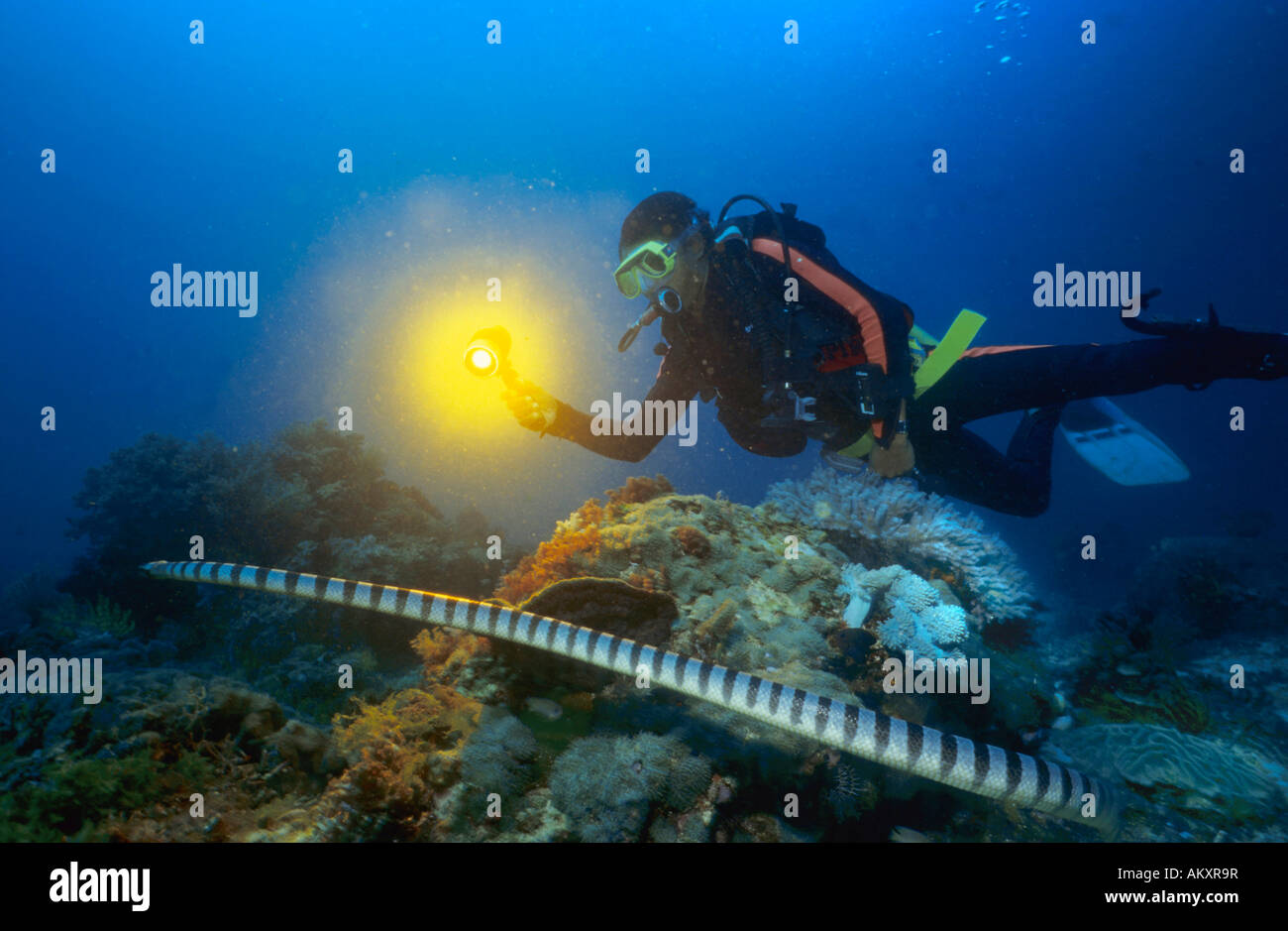 Mar krait bandas o bandas, Laticauda colubrina serpiente de mar, Filipinas. Foto de stock