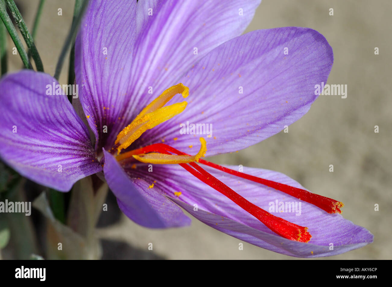 Crocus de otoño, flores de azafrán, Crocus sativus, Mund, Valais, Suiza Foto de stock