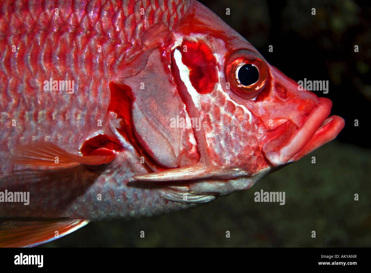 Sabre squirrelfish (Sargocentron spiniferum) Foto de stock